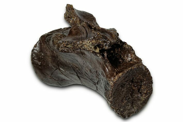 Fossil Tyrannosaur (Nanotyrannus) Caudal Vertebra - Montana #353275